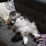 HIRAyottesofa_TP_V
