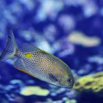 fish-1319830_960_720