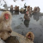 snow-monkeys-1394883_960_720